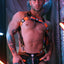 breedwell Neon Orange Akira Body Harness